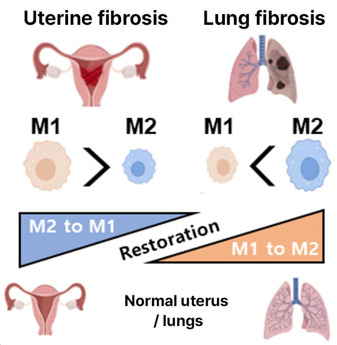 Study on Fibrosis Improvement in Uterine and Lung Models