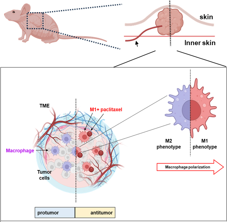 Study on Therapeutic Effects in Ovarian Cancer Xenograft Models